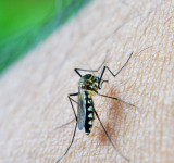 CONFIRMED: Dengue Fever Outbreak in Brazil and Peru - Millions Sick, Thousands Dead