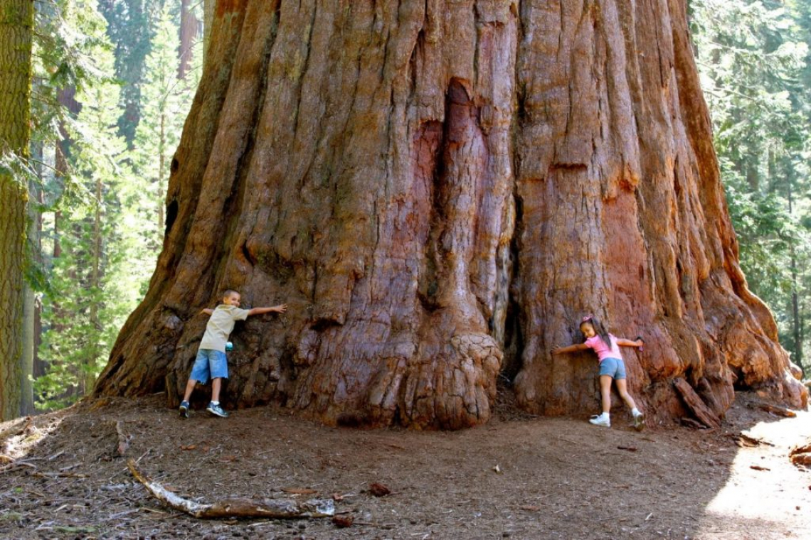 Fierce Wind Storm SNAPS Giant Sequoias in California