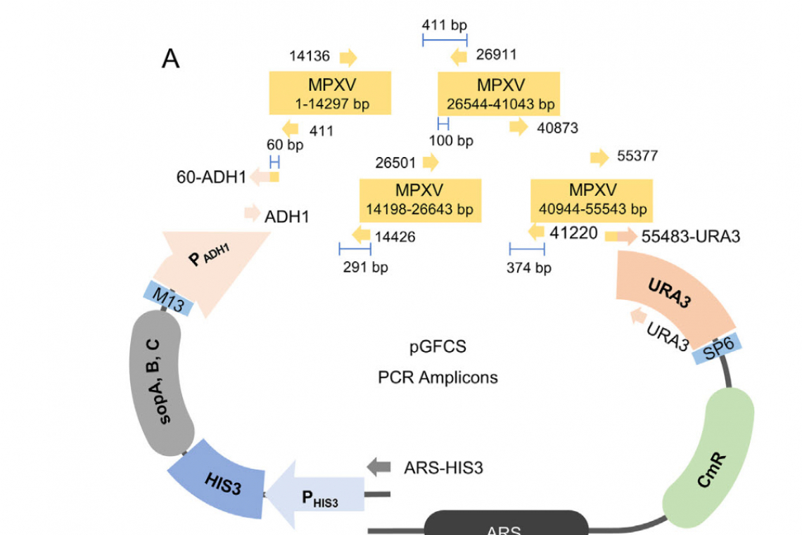 BREAKING NEWS: Wuhan Lab Did Gain of Function Research on . . . Monkeypox