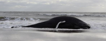 
Warning: Undefined variable $full_image_alt_txt in /var/www/html/templates/shaper_gazette/html/layouts/joomla/content/intro_image.php on line 70
