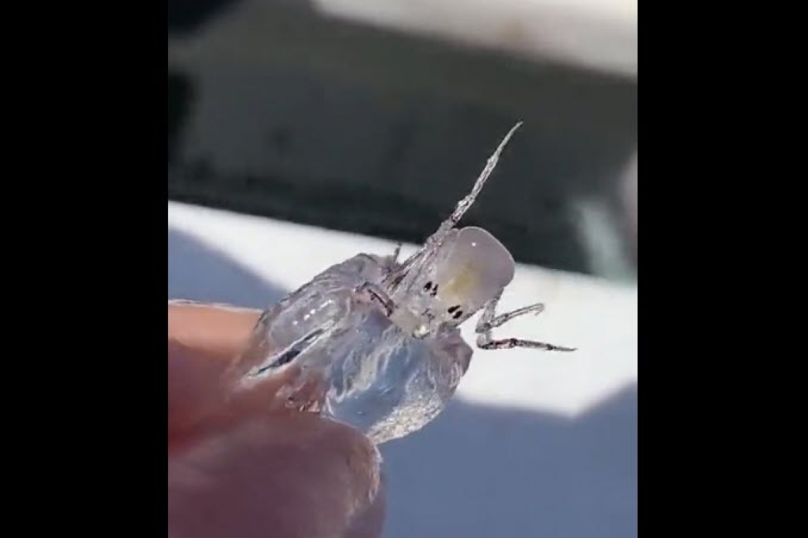 &quot;Alien????&quot;   Transparent Sea Creature Captured by Fishermen