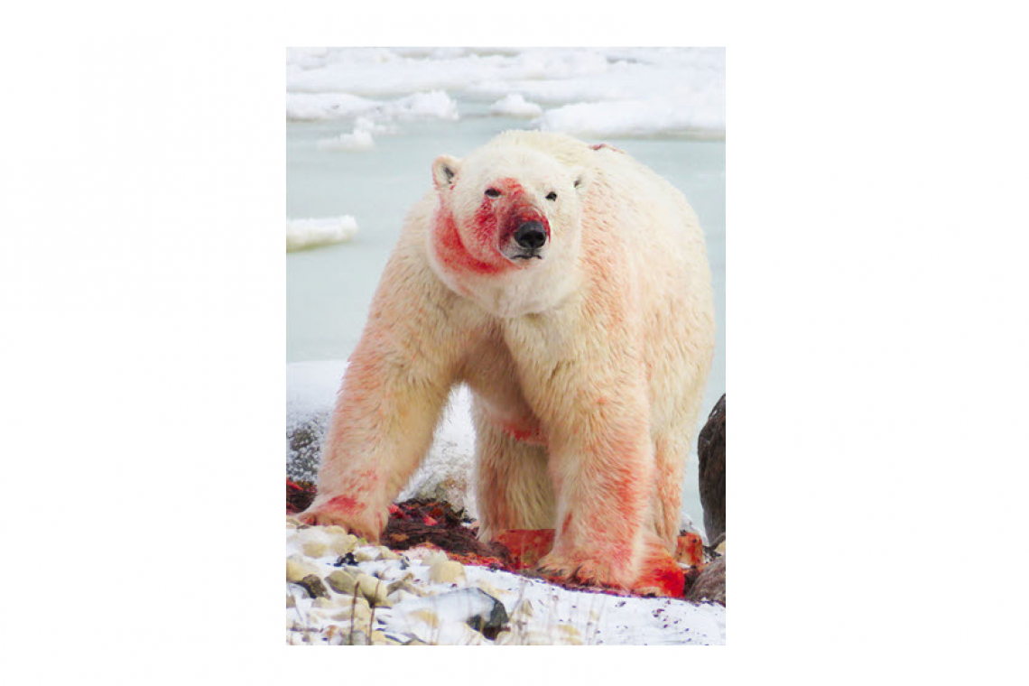 Polar Bear Kills Two In Alaska Village