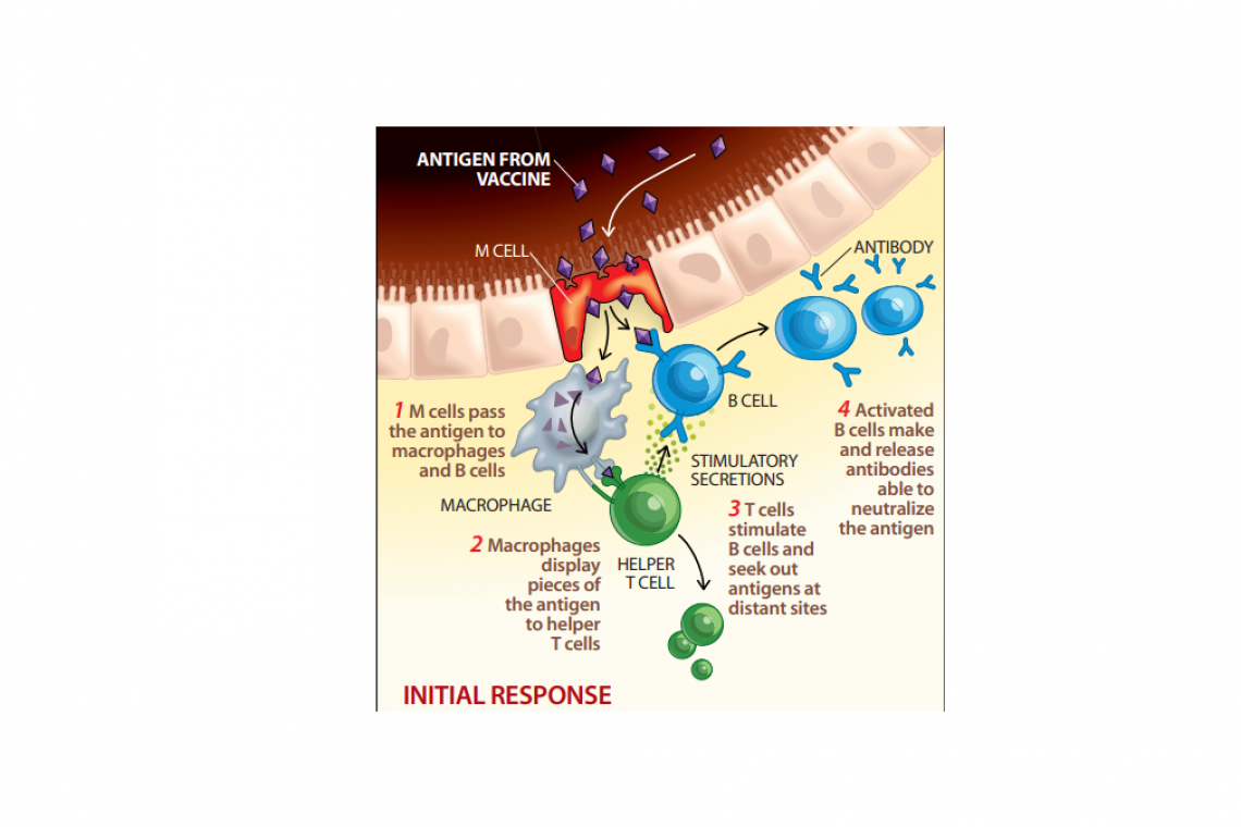 POISONING OF **OUR FOOD** BEGINS THIS MONTH - mRNA Going into Cows and Pigs