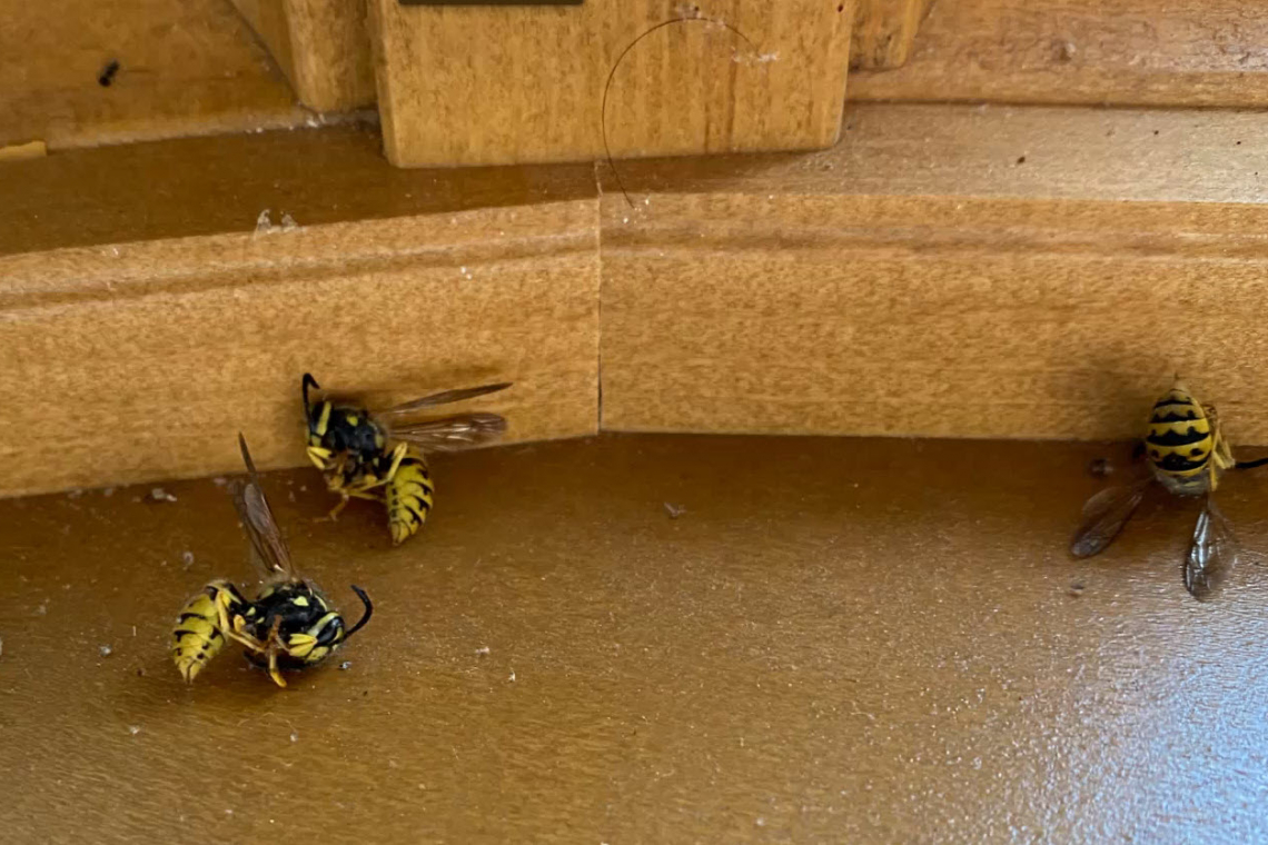 Sunday Morning - Bees INSIDE the House; Powder Post Beetle Infestation underneath