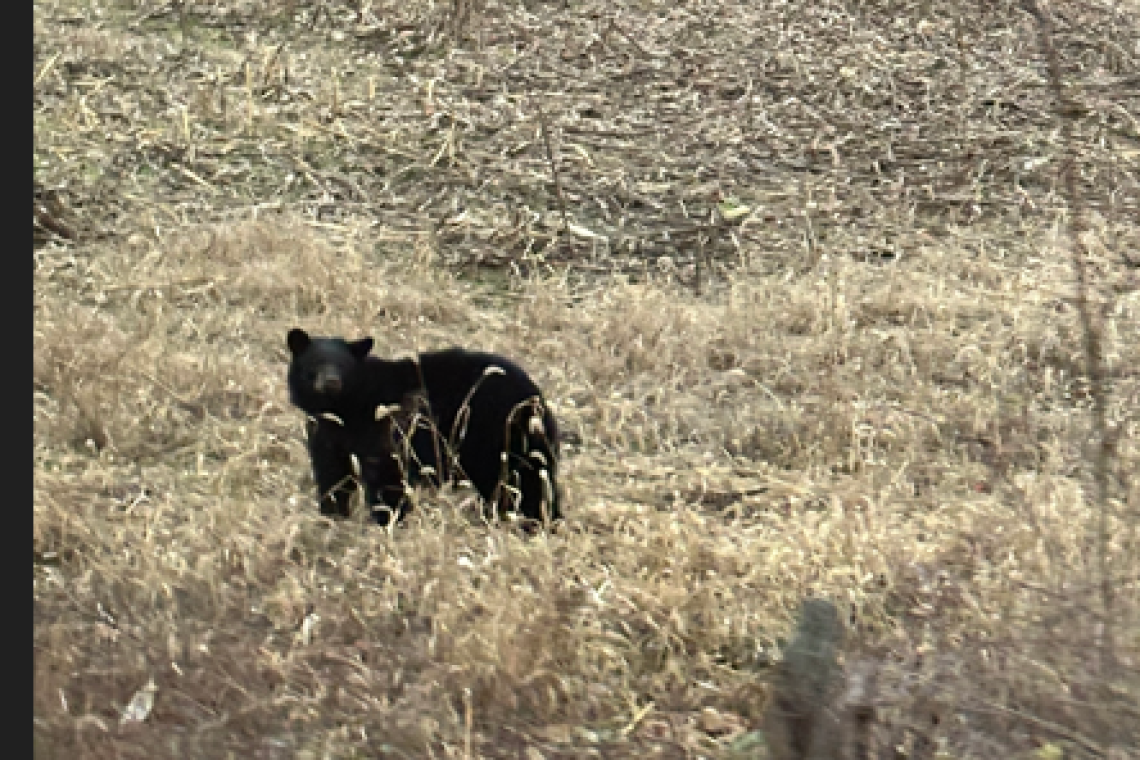 Country Life: Got a Surprise Driving Home from Supermarket Today
