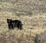 Country Life: Got a Surprise Driving Home from Supermarket Today