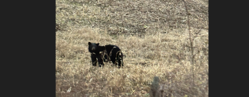 
Warning: Undefined variable $full_image_alt_txt in /var/www/html/templates/shaper_gazette/html/layouts/joomla/content/intro_image.php on line 70
